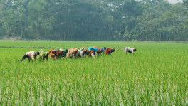 Farmers at a paddy field. Photo: Rajib Dhar/TBS