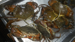 Freshly harvested mud crabs, increasingly collected for fattening operations that rely entirely on wild capture rather than breeding. Photo: Collected