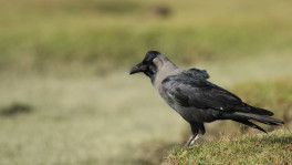 Where have Dhaka's crows gone?