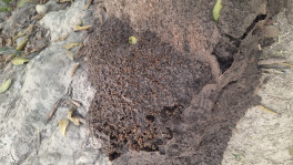 Hundreds of termites building a new mound by older ones. Photo: Courtesy
