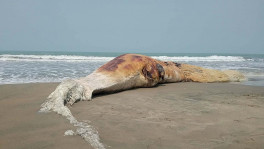 A massive dead whale has washed ashore on the western beach of Kutubdia upazila in Cox’s Bazar. Photo: TBS
