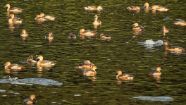For years, illegal hunting has continued across Bangladesh’s wetlands despite legal prohibitions. Photo: SYED ZAKIR HOSSAIN 
