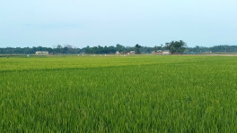 Field observations suggest 20–30% plant loss in many areas due to elevated salinity. Photo: TBS
