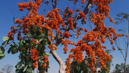 A bloom on Palash tree. Photo: Inam Ahmed/TBS