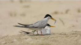 A pair of Little Tern attending chicks. Photo: Courtesy