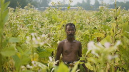 Farmers turn to tobacco as companies offer seeds, fertiliser and loans on credit. Photos:  Hasan Jamilur Rahman Saikat


