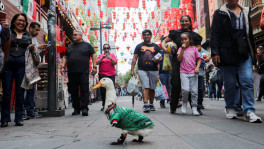 Merlin, a duck wearing a Mexico national football team ('El Tri') jersey, that shot to fame after a chance encounter on Reforma Avenue went viral following the FIFA 2026 match between Mexico and South Africa, walks in Chinatown in Mexico City, Mexico, on 16 June 2026. Photo: Reuters