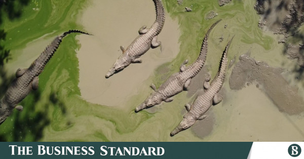 Singapore, Japan driving demand for crocodile-skin handbags as plan for croc  farming expansion exposed in Australia, News, Eco-Business
