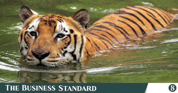 Are we living in a fool's world? Wild tiger number can't be doubled in 10  or 20 years | undefined