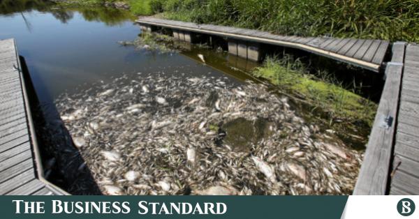 Mass fish die-off in German-Polish river blamed on unknown toxic