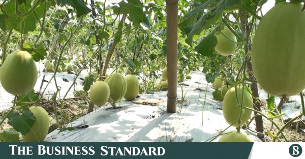 bagerhat-engineer-sees-success-in-shamam-fruit-farming