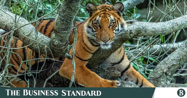 Istanbul's first Bengal tigers attract visitors - Türkiye News