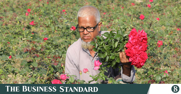 How tobacco-farming Baraitali becomes a ‘rose village’
